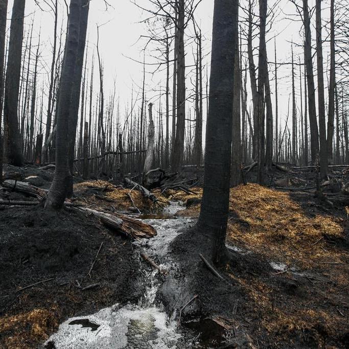 Deputy fire chief conducts grim tour of Halifax subdivisions scarred by wildfires